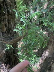 Coprosma linariifolia