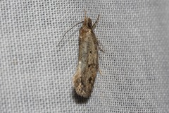 Syncometes vilis