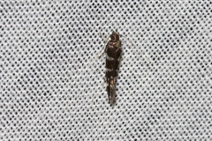 Stagmatophora argyrostrepta