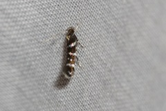 Stagmatophora argyrostrepta