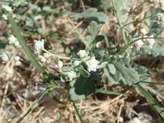 Parthenium confertum