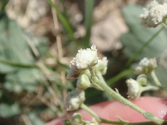 Parthenium confertum
