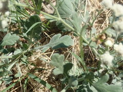 Parthenium confertum