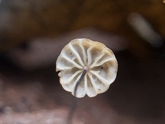 Cryptomarasmius