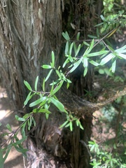 Coprosma linariifolia