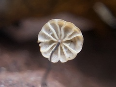Cryptomarasmius
