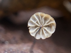 Cryptomarasmius
