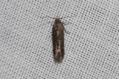 Aproaerema simplexella