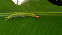 Opsiphanes quiteria
