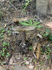 Amanita pekeoides