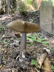 Amanita pekeoides