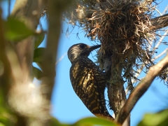 Dryobates spilogaster