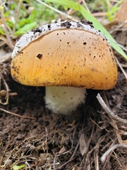Amanita