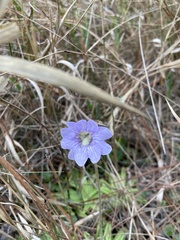 Pinguicula caerulea