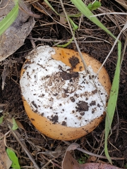 Amanita