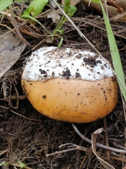 Amanita