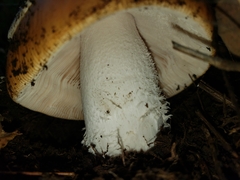 Amanita