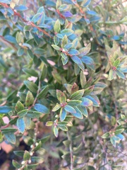 Vaccinium floribundum