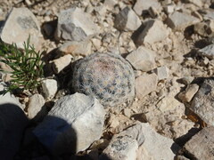 Mammillaria lasiacantha