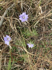 Pinguicula caerulea