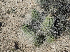 Echinocereus enneacanthus enneacanthus
