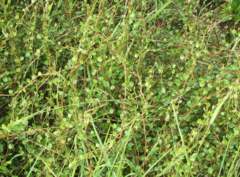 Muehlenbeckia complexa complexa