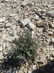 Hebecarpa macradenia