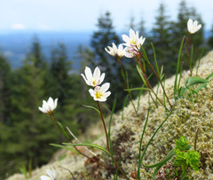 Gagea serotina