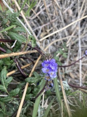 Phacelia distans