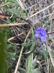 Phacelia distans