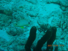 Hypoplectrus unicolor