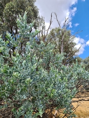 Acacia podalyriifolia