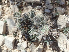 Grusonia