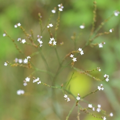 Verbena montevidensis
