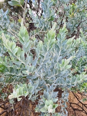 Acacia podalyriifolia