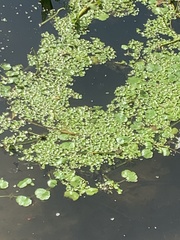 Salvinia