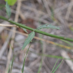 Verbena montevidensis