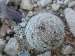 Mammillaria lasiacantha