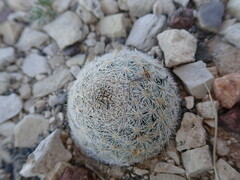 Mammillaria lasiacantha