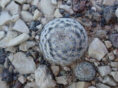 Mammillaria lasiacantha