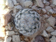Mammillaria lasiacantha