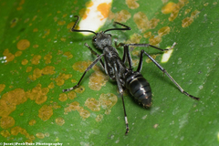 Diacamma geometricum