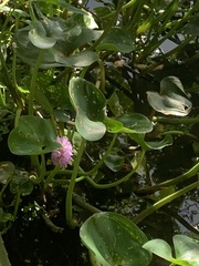 Pontederiaceae