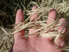 Scleropogon brevifolius