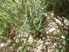 Scleropogon brevifolius