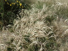 Scleropogon brevifolius