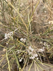 Baccharis sergiloides