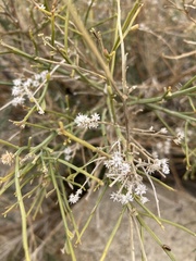 Baccharis sergiloides