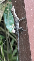 Anolis limifrons