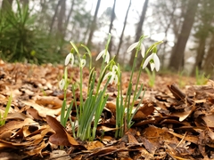 Galanthus